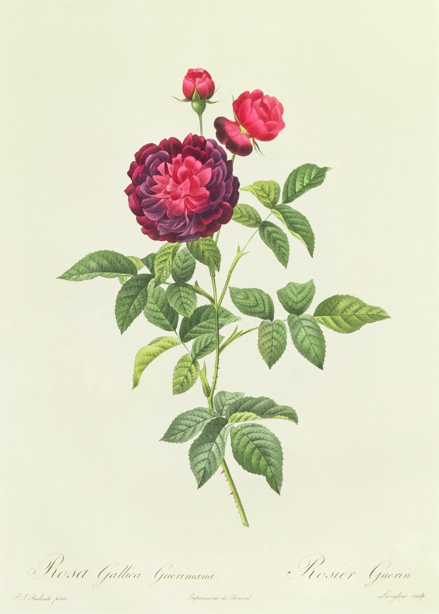 Rosa Gallica Gueriniana od Pierre Joseph Redouté