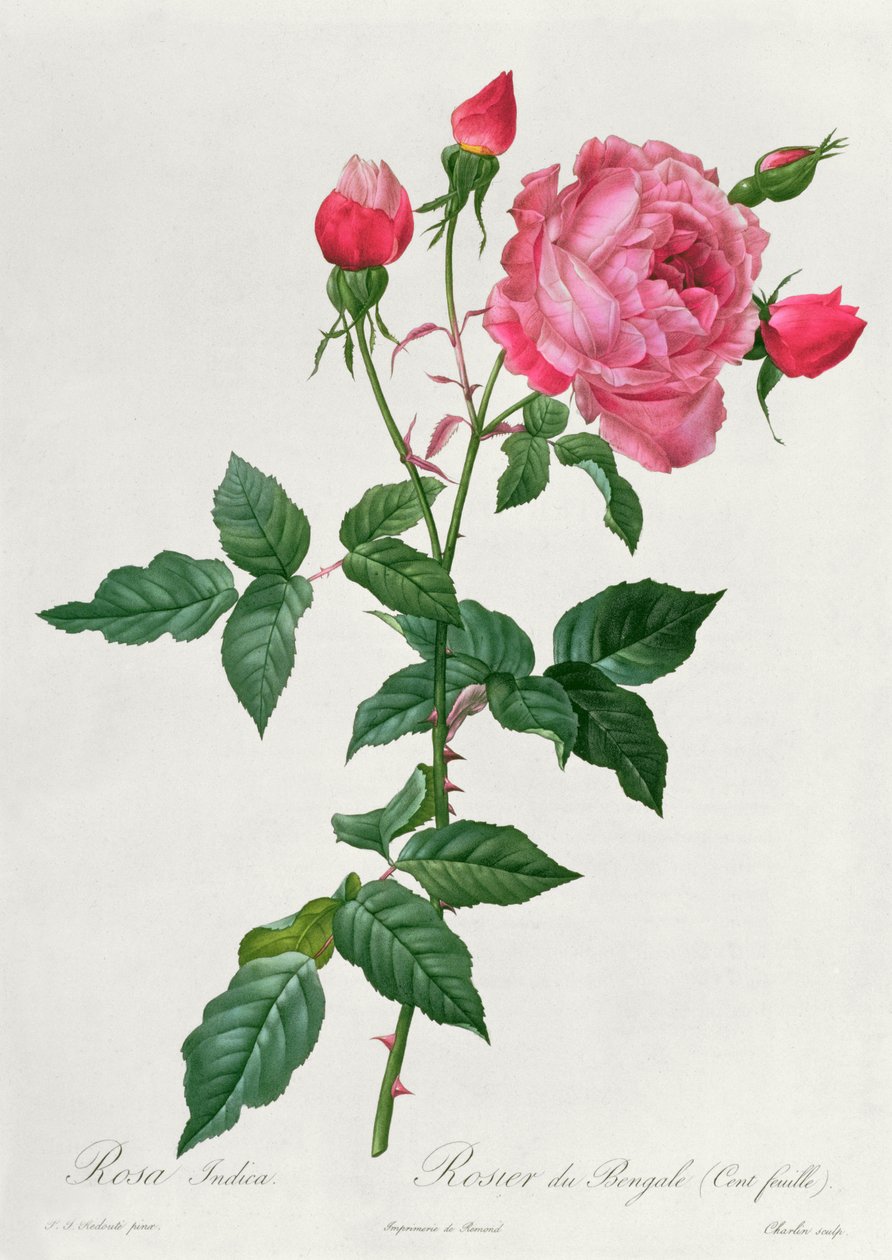 Indica Pink od Pierre Joseph Redouté