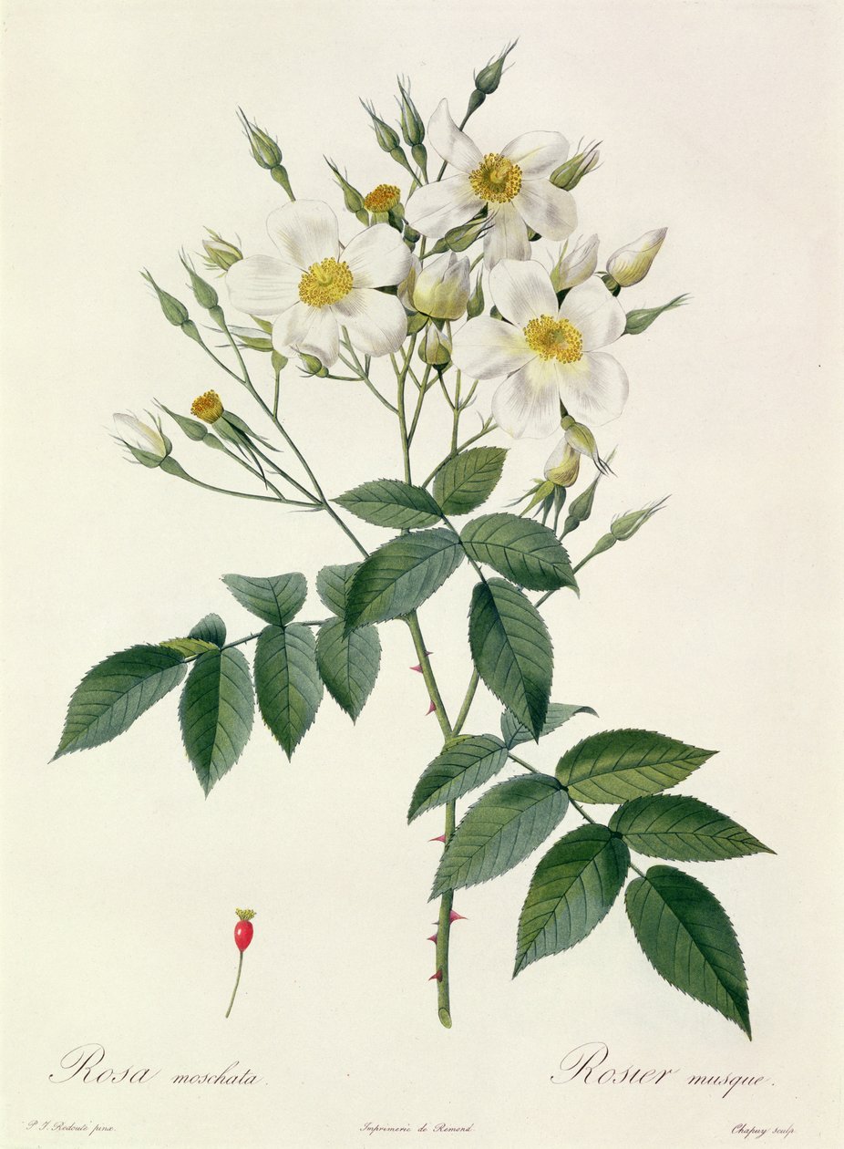 Rosa moschata neboli růže pižmová od Pierre Joseph Redouté
