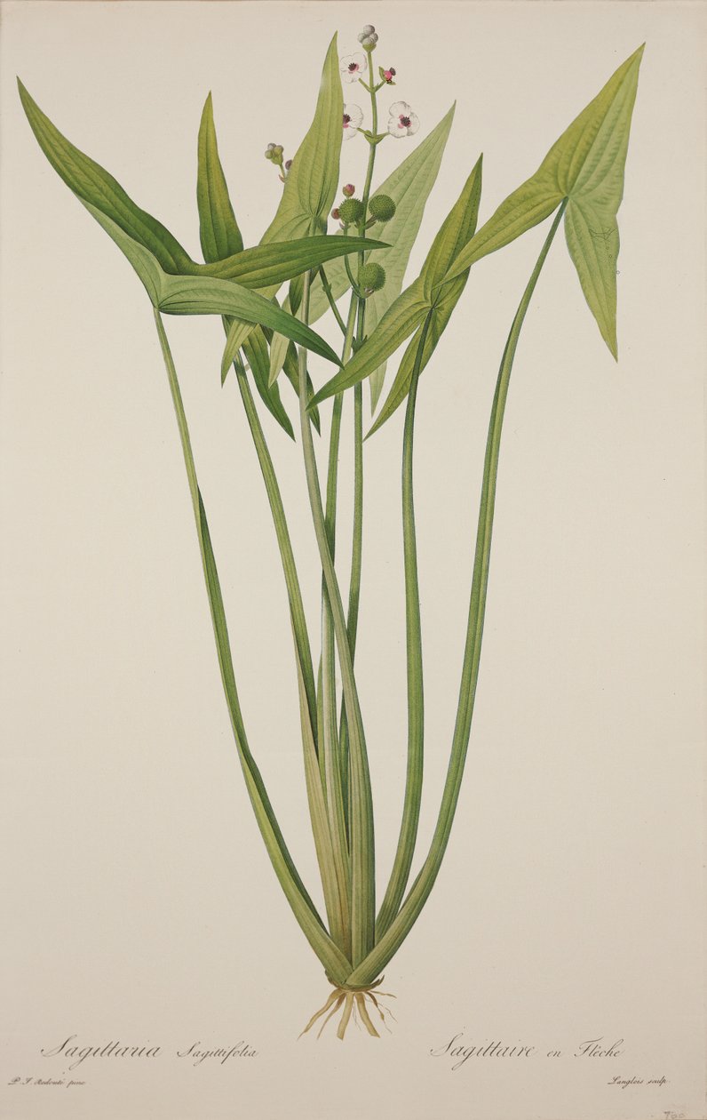 Sagittaria, rytina Langlois (ručně kolorovaná rytina) od Pierre Joseph Redouté