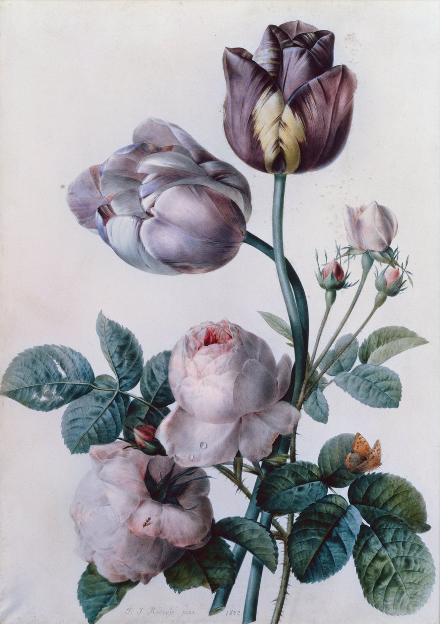 Zelná růže, dva tulipány, malý želvovinový motýl, žlutá louka (akvarel) od Pierre Joseph Redouté