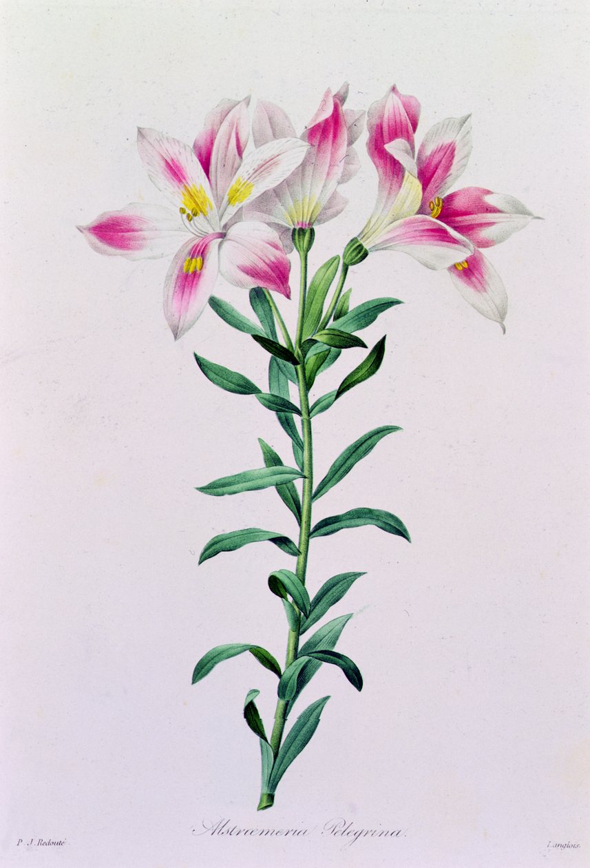 Alstroemeria Peregrina (barevná rytina) od Pierre Joseph Redouté