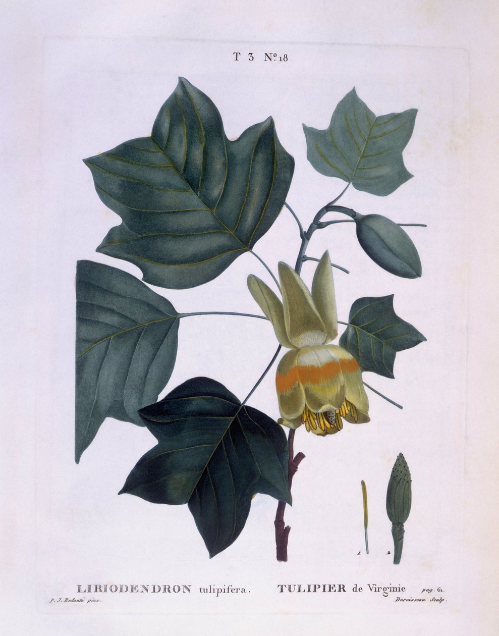 Americký tulipánovník (Liriodendron tulipifera), Henry Louis Duhamel du Monceau, botanická deska Pierre Joseph Redouté od Pierre Joseph Redouté