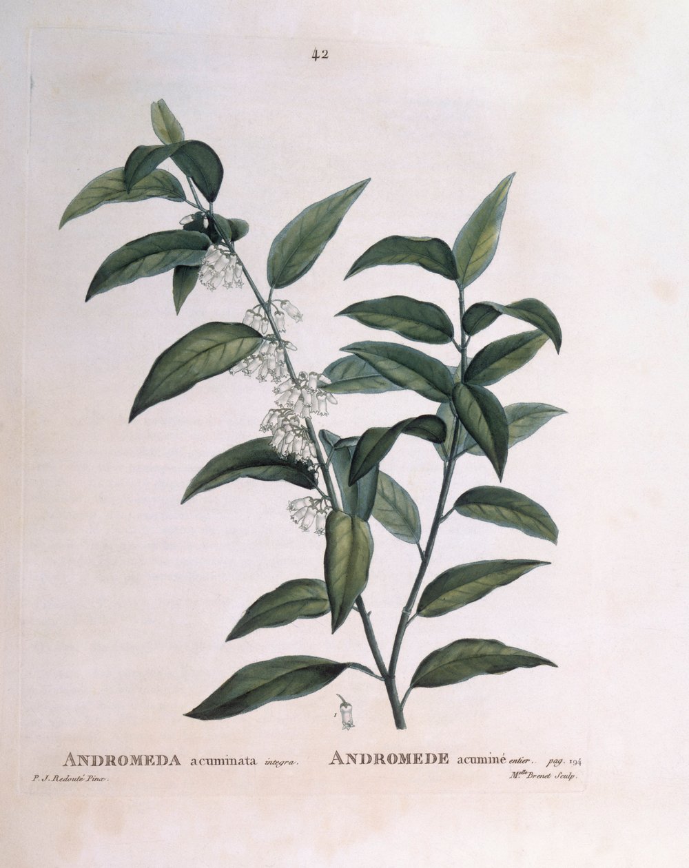 Andromeda acuminata Henry Louis Duhamel du Monceau, botanická deska od Pierre Joseph Redouté od Pierre Joseph Redouté