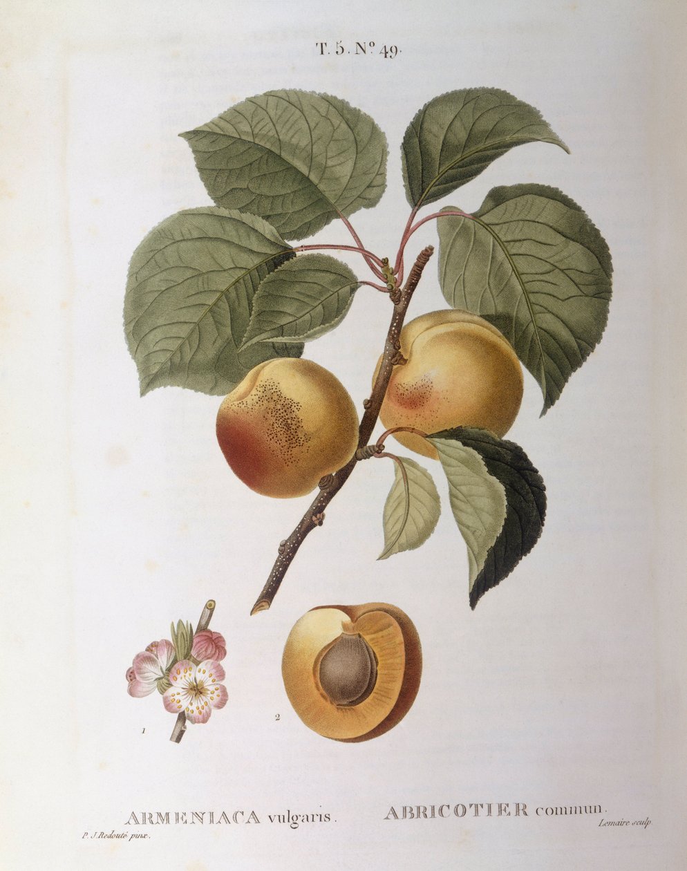 Meruňka (Armeniaca vulgaris nebo Prunus armeniaca), Henry Louis Duhamel du Monceau, botanická deska Pierre Joseph Redouté od Pierre Joseph Redouté