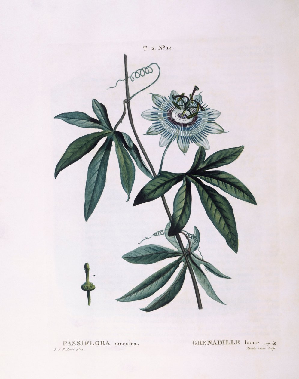 Modrá mučenka (Passiflora caerulea), Henry Louis Duhamel du Monceau, botanická deska Pierre Joseph Redouté od Pierre Joseph Redouté
