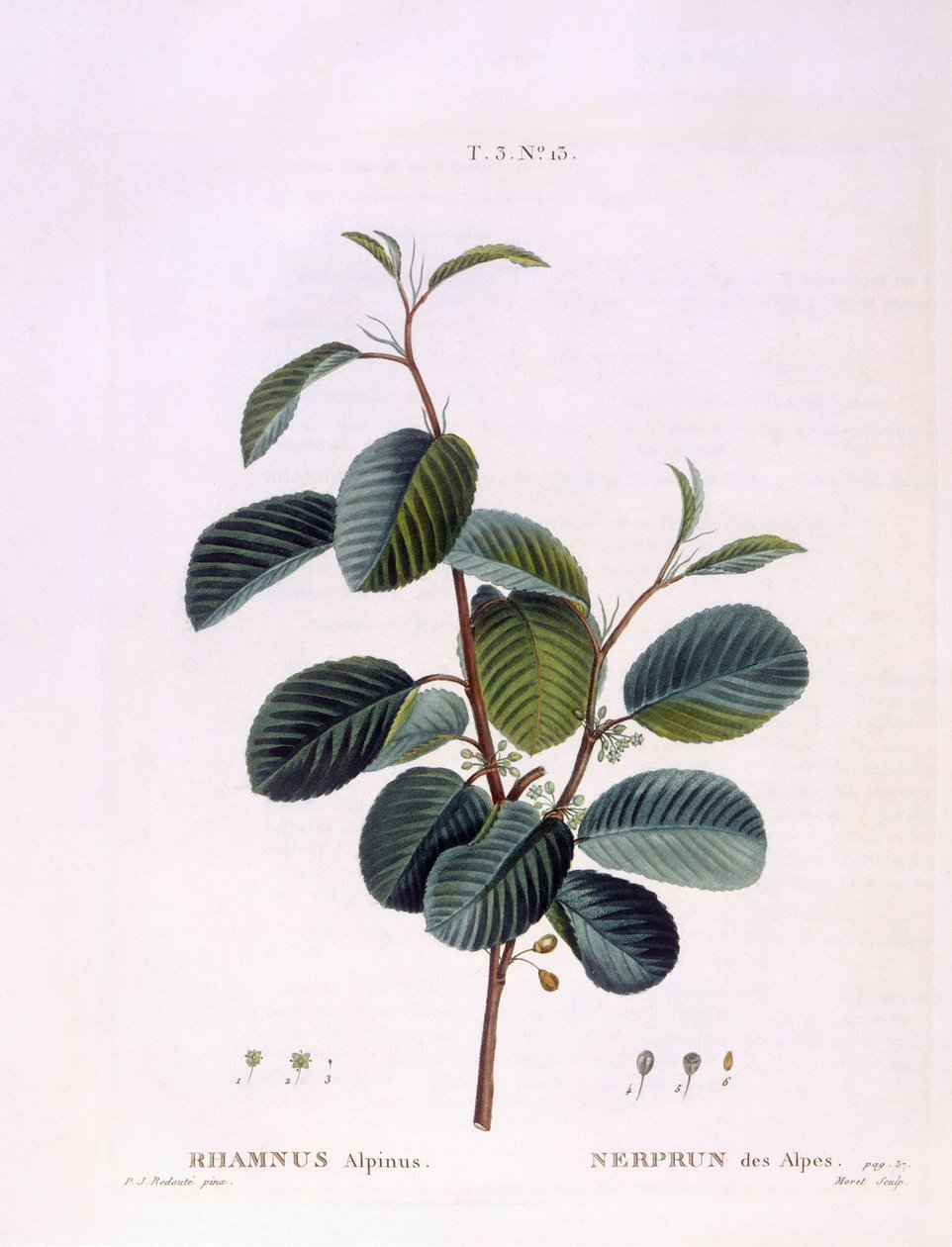 Rakytník (Rhamnus alpinus), Henry Louis Duhamel du Monceau, botanická deska Peter Joseph Redouté od Pierre Joseph Redouté