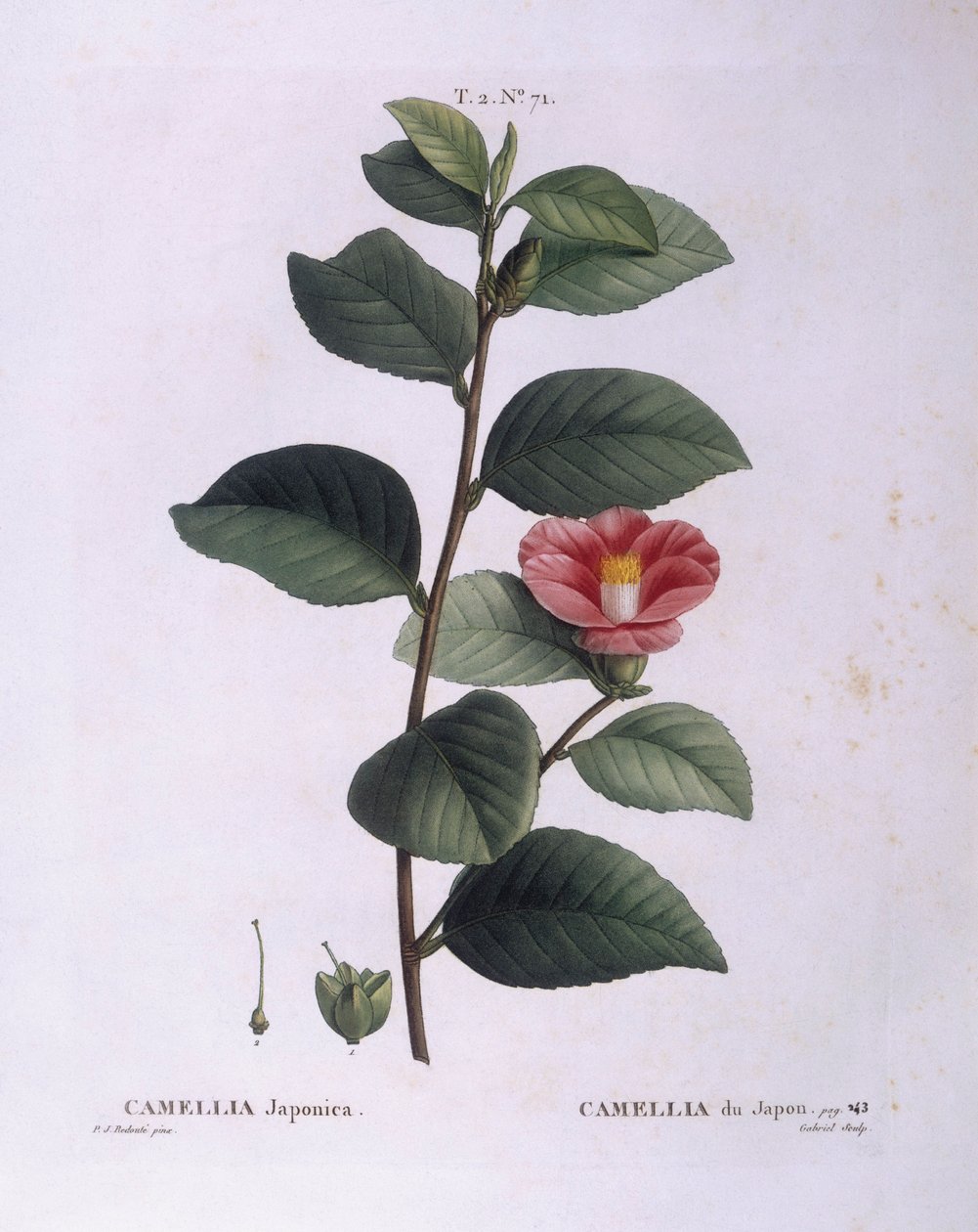 Camellia (Camellia japonica), Henry Louis Duhamel du Monceau, botanická deska od Pierre Joseph Redouté od Pierre Joseph Redouté