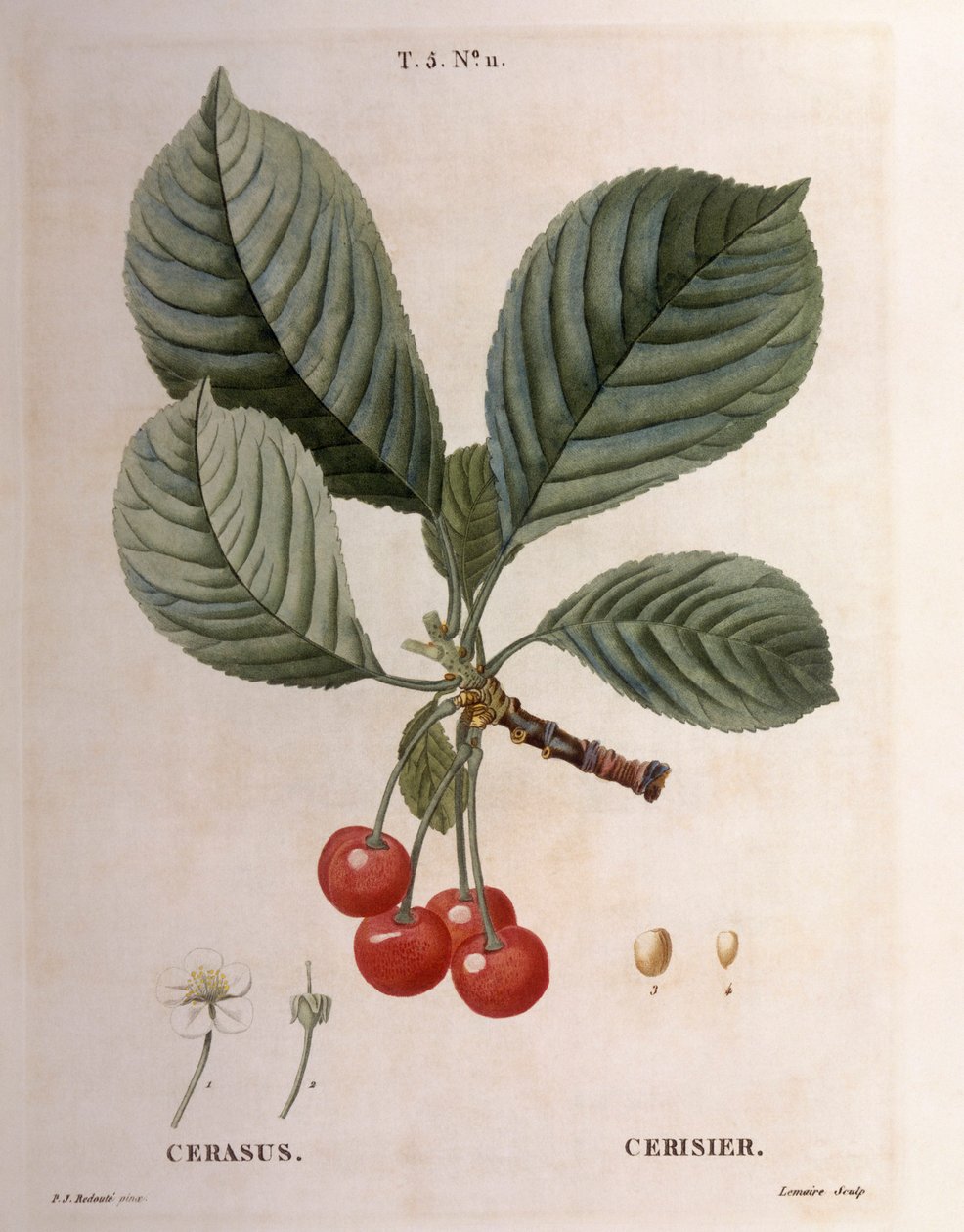 Cherry (Cerasus), Henry Louis Duhamel du Monceau, botanická deska od Pierre Joseph Redouté od Pierre Joseph Redouté