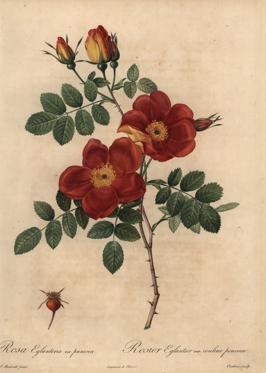 Měděná růže, Rosa eglanteria od Pierre Joseph Redouté