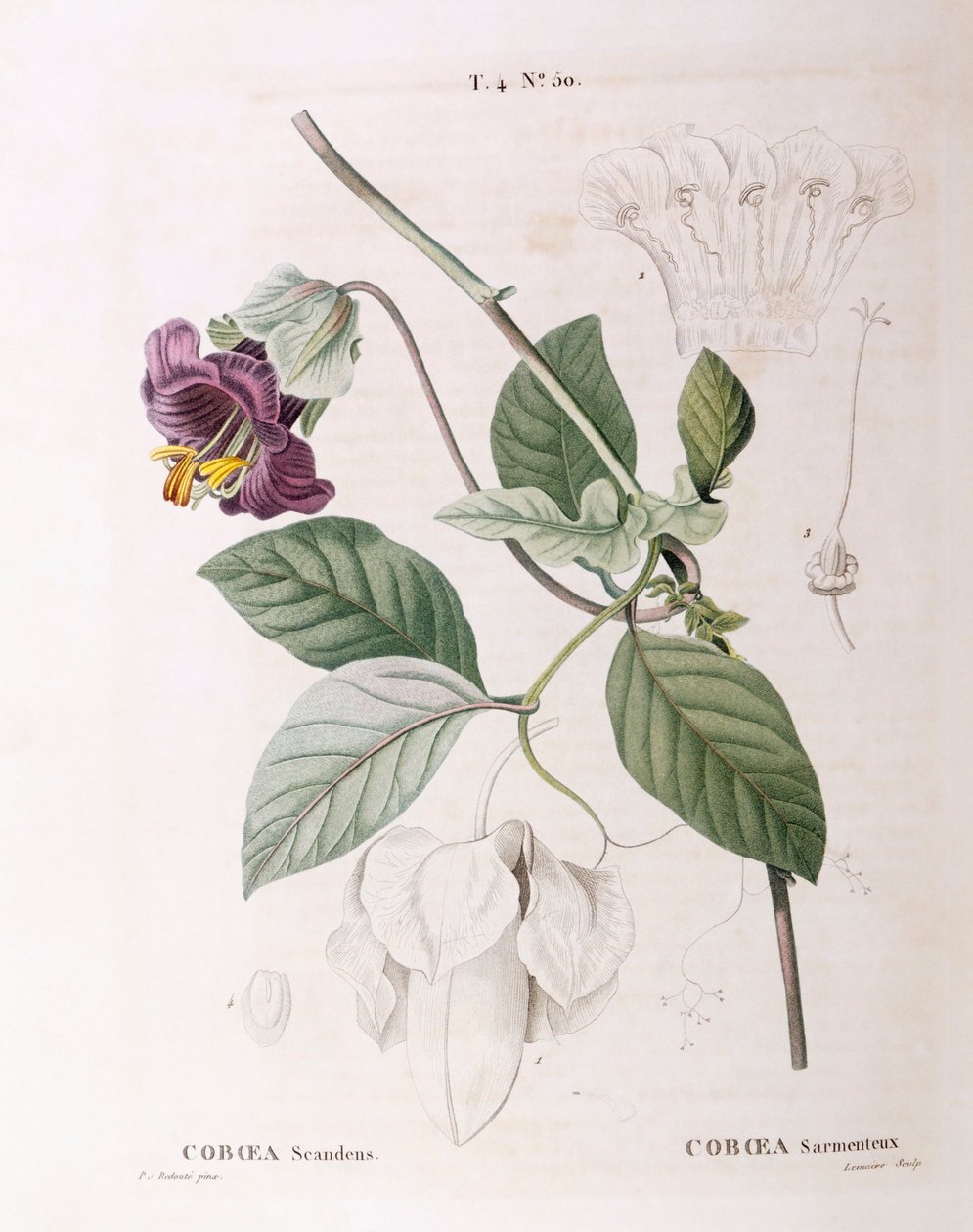 Cup and Saucer Vine (Cobaea scandens), Henry Louis Duhamel du Monceau, botanická deska od Pierre Joseph Redouté od Pierre Joseph Redouté