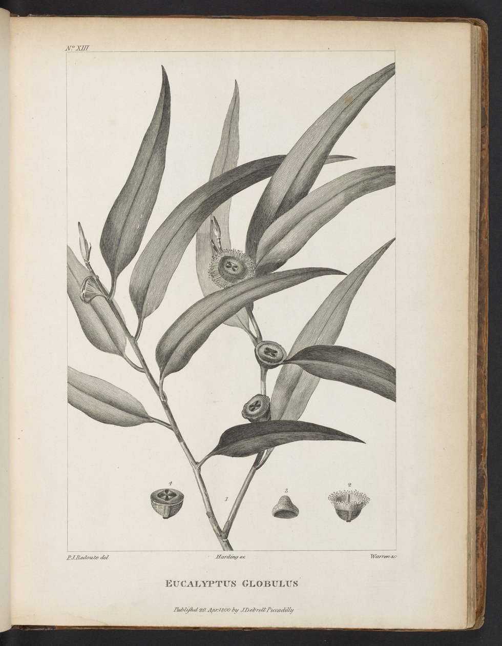Eucalyptus Globulus z knihy „Popis cesty za hledáním La Perouse“ od Jacquese-Juliena Houtou de La Billardière od Pierre Joseph Redouté