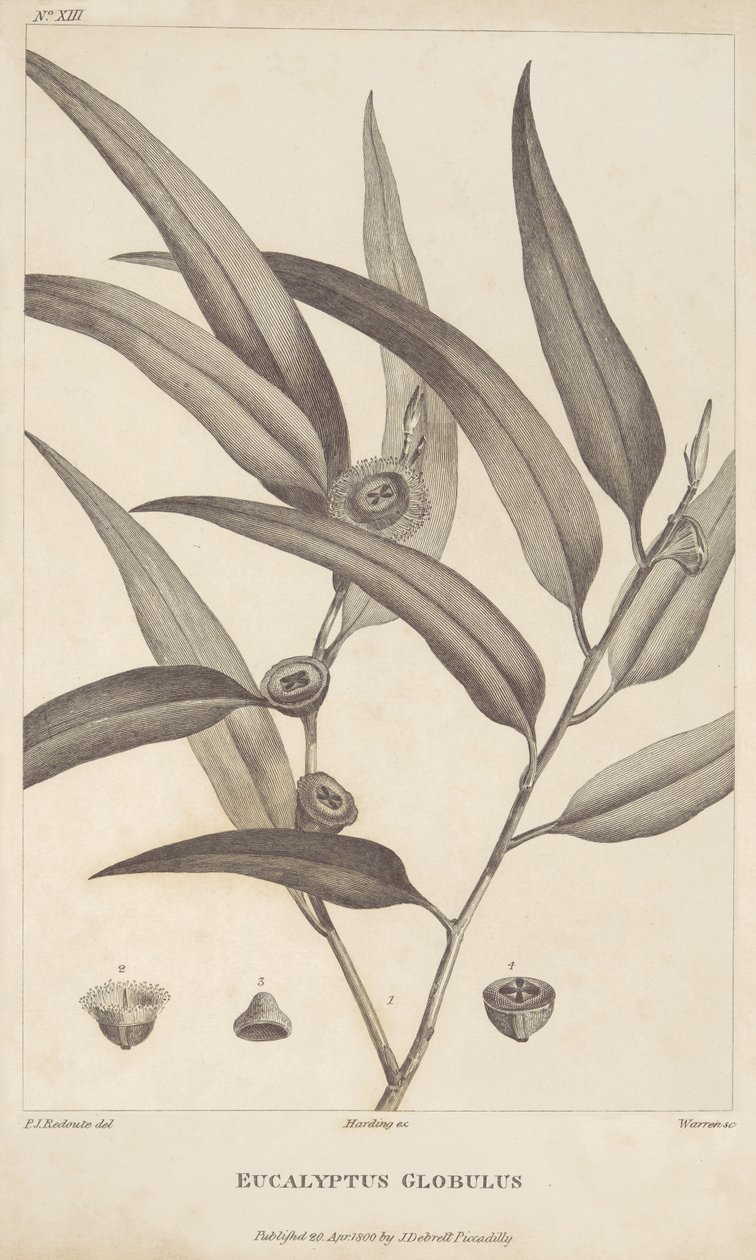 Eucalyptus Globulus z knihy „Popis cesty za hledáním La Perouse“ od Jacquese-Juliena Houtou de La Billardière od Pierre Joseph Redouté