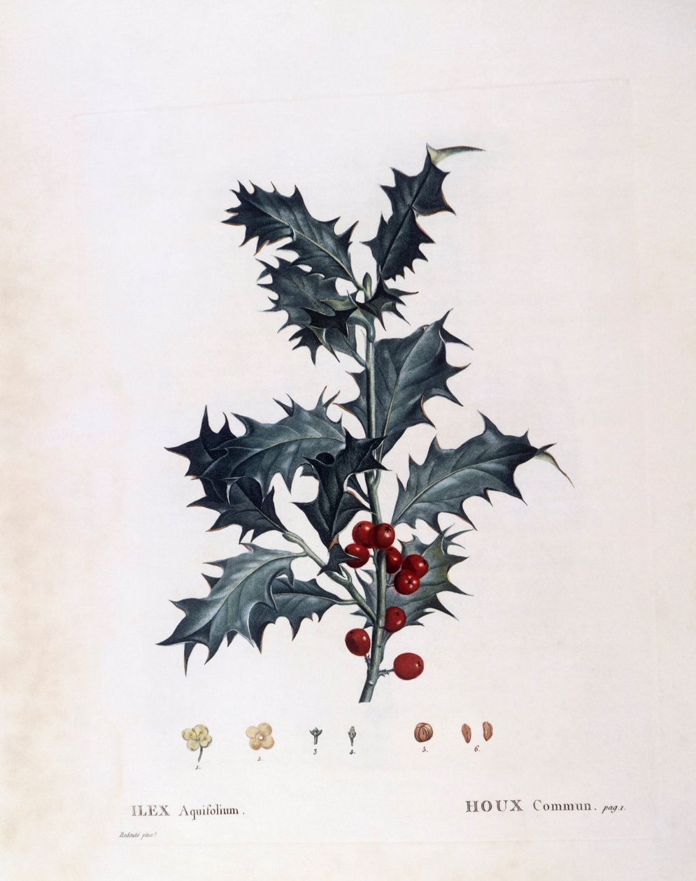 Cesmína evropská (Ilex aquifolium), Henry Louis Duhamel du Monceau, botanická deska Pierre Joseph Redouté od Pierre Joseph Redouté