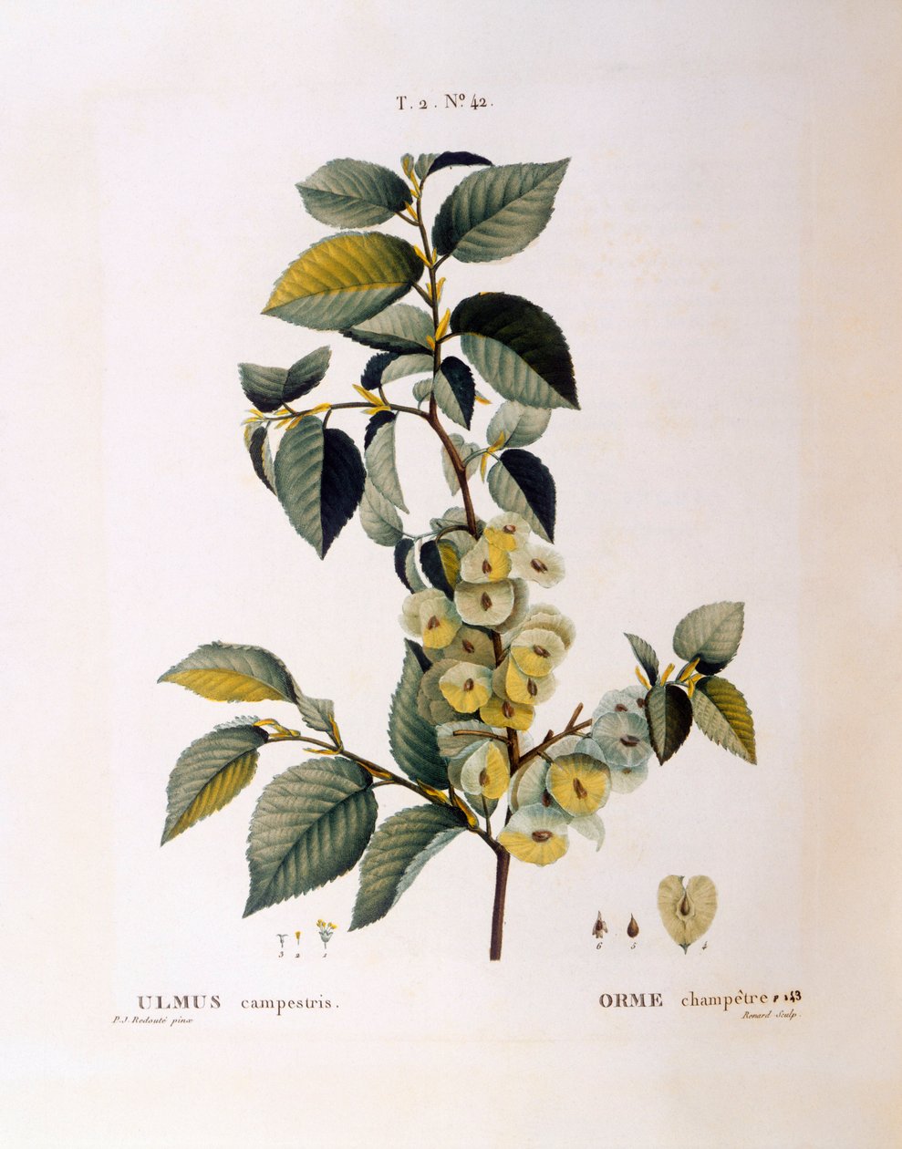 Jilm polní (Ulmus campestris nebo minor), Henry Louis Duhamel du Monceau, botanická deska Pierre Joseph Redouté od Pierre Joseph Redouté