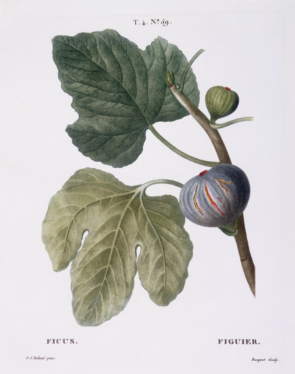 Fík (Ficus), Henry Louis Duhamel du Monceau, botanická deska Pierre Joseph Redouté od Pierre Joseph Redouté