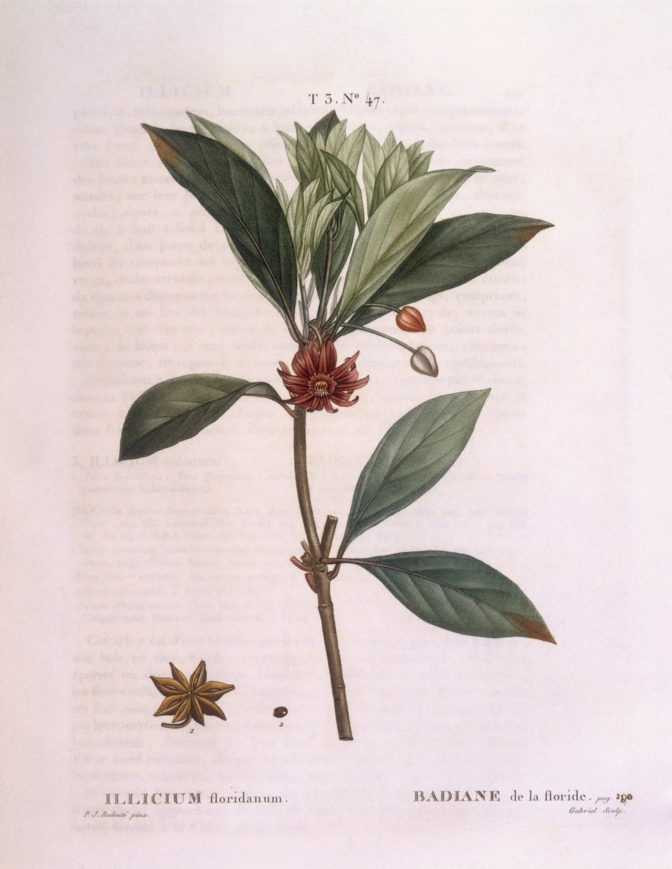 Anýz floridský (Illicium floridanum), Henry Louis Duhamel du Monceau, botanická deska Pierre Joseph Redouté od Pierre Joseph Redouté