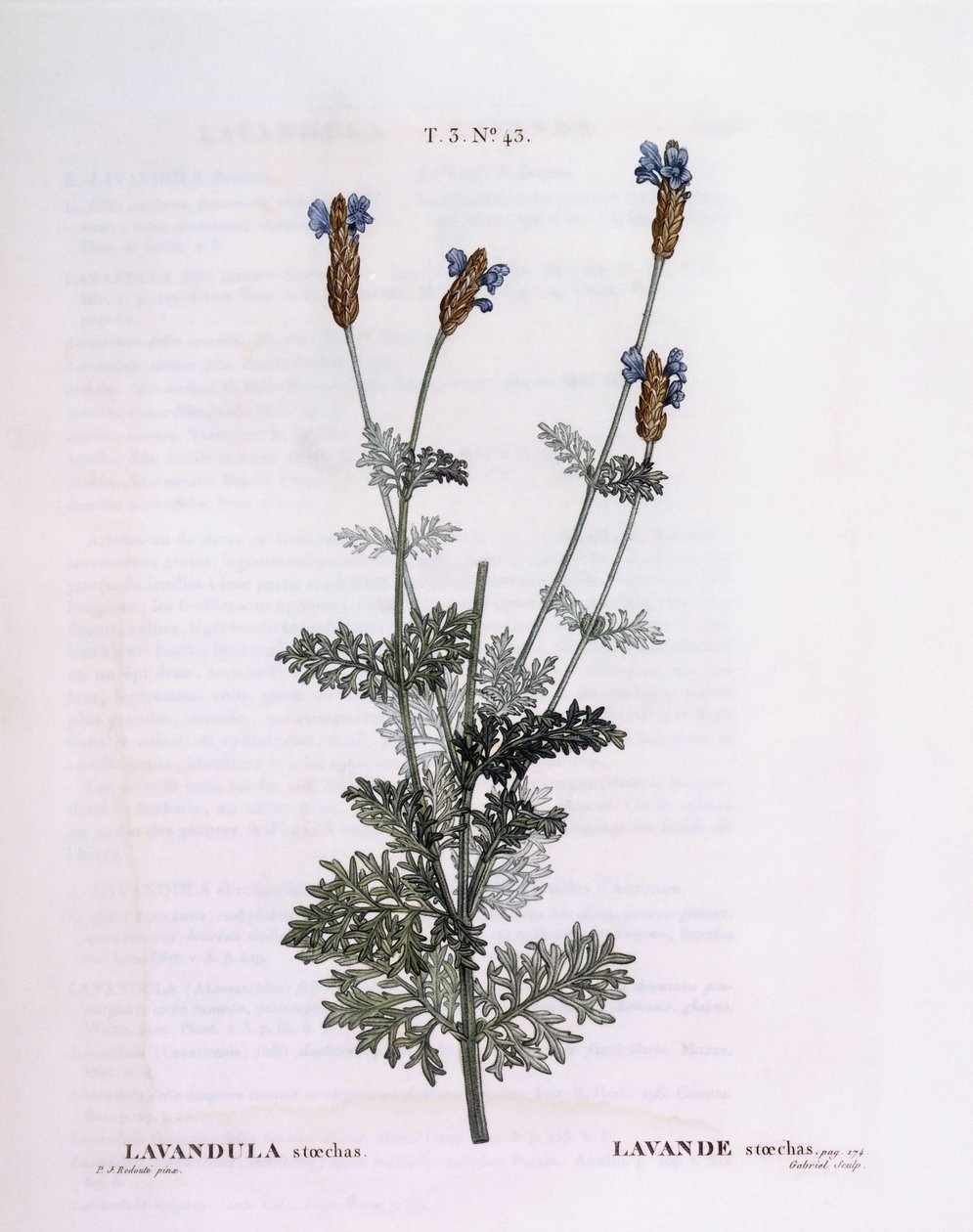 Francouzská levandule (Lavandula stoechas), Henry Louis Duhamel du Monceau, botanická deska Pierre Joseph Redouté od Pierre Joseph Redouté