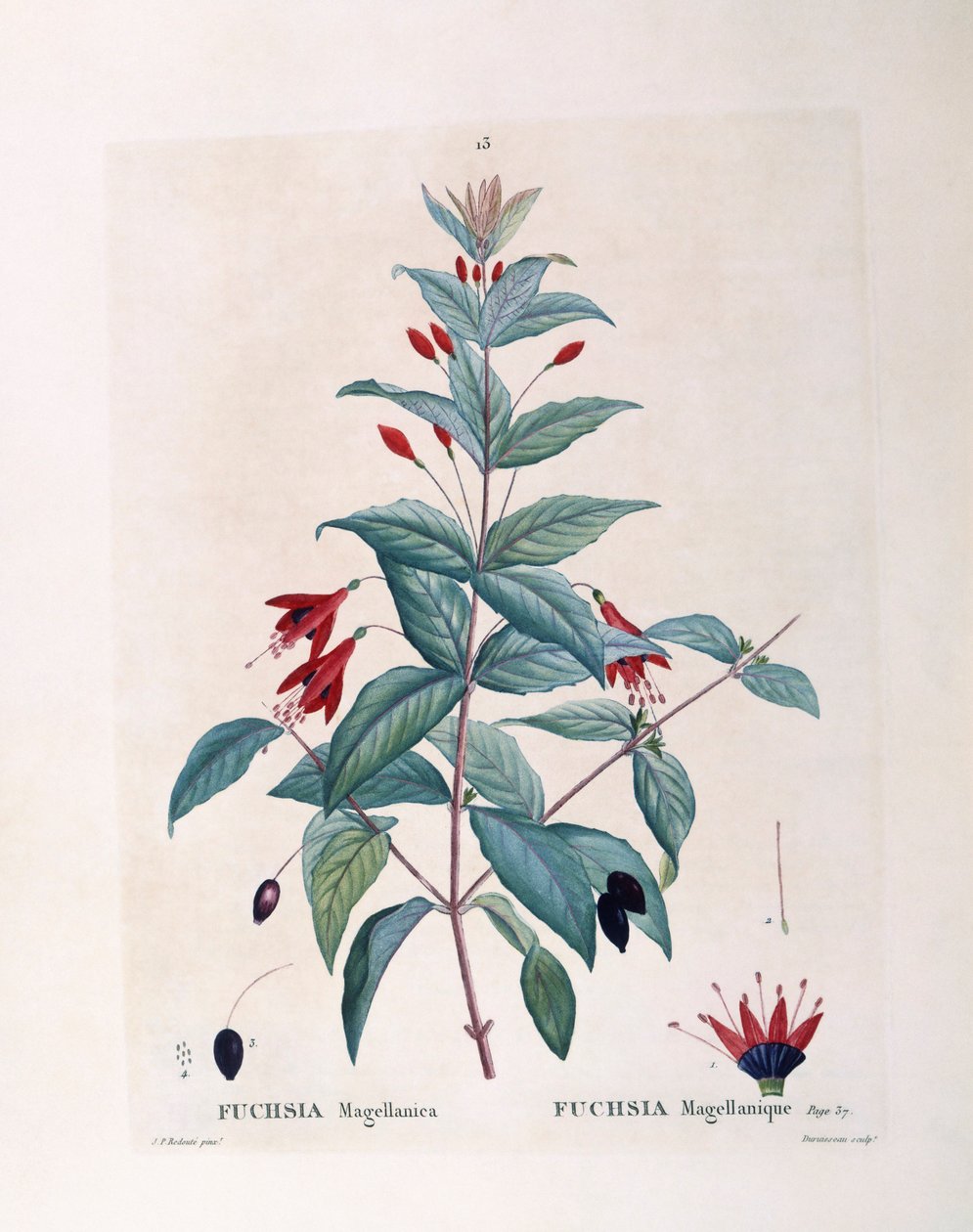 Fuchsia (Fuchsia magellanica), Henry Louis Duhamel du Monceau, botanická deska Pierre Joseph Redouté od Pierre Joseph Redouté
