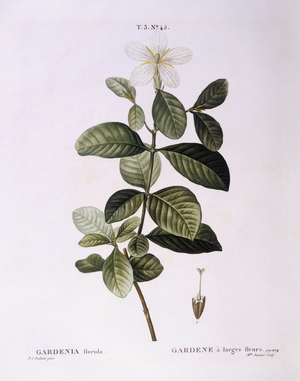 Gardenia (Gardenia florida), Henry Louis Duhamel du Monceau, botanická deska od Pierre Joseph Redouté od Pierre Joseph Redouté