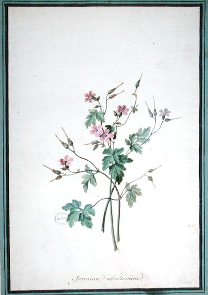 Geranium Robertianum (akvarel) od Pierre Joseph Redouté