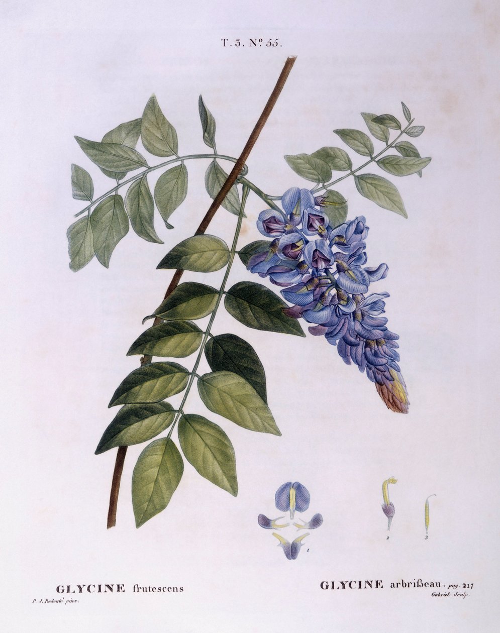 Glycine (Glycine frutescens), Henry Louis Duhamel du Monceau, botanická deska Pierre Joseph Redouté od Pierre Joseph Redouté