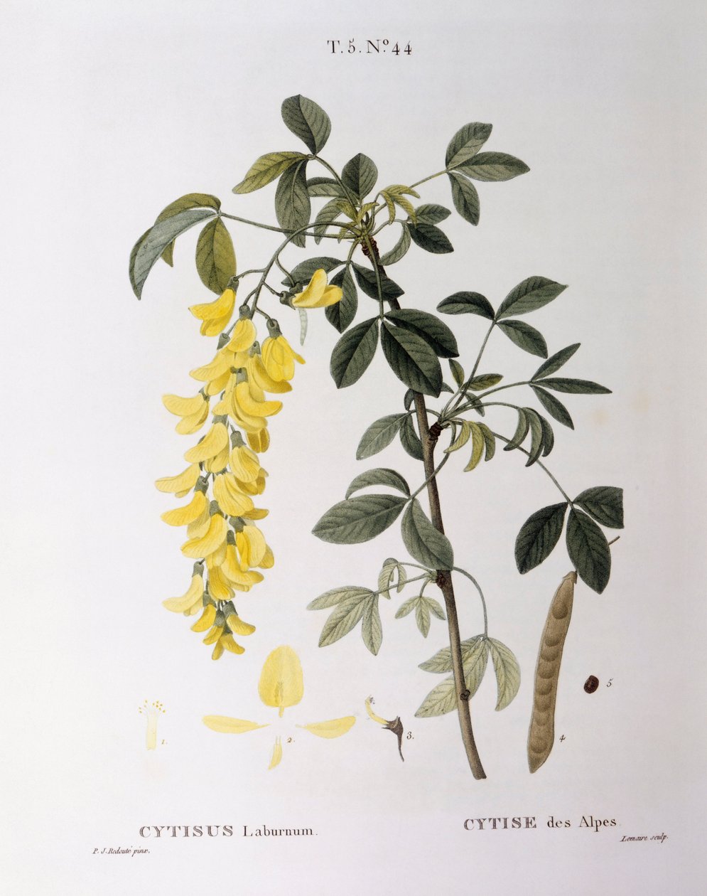 Zlatý řetěz (Cytisus laburnum), Henry Louis Duhamel du Monceau, botanická deska od Pierre Joseph Redouté od Pierre Joseph Redouté