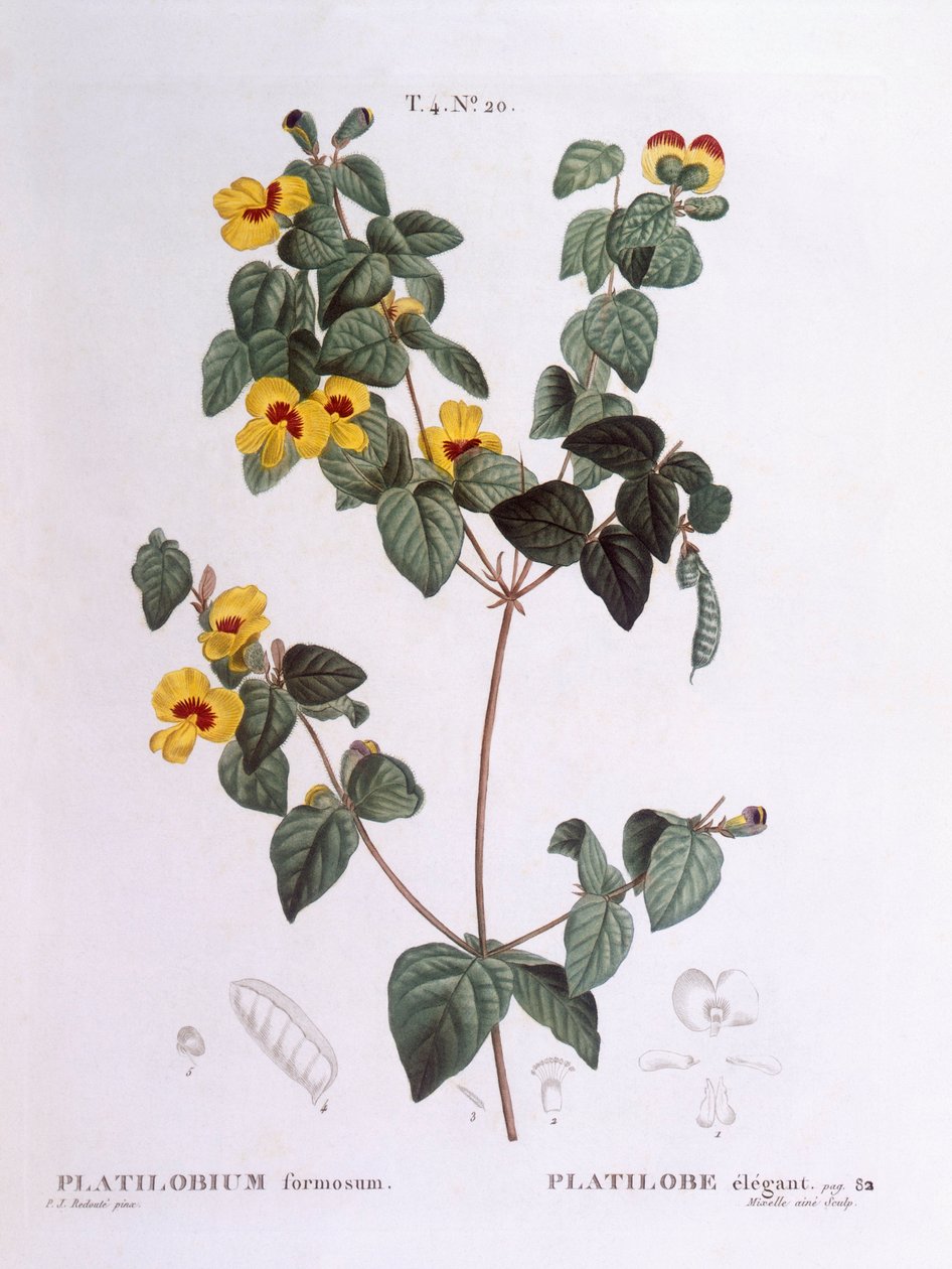 Pěkný hrachor (Platylobium formosum), Henry Louis Duhamel du Monceau, botanická deska od Pierre Joseph Redouté od Pierre Joseph Redouté