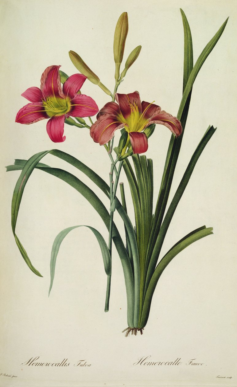 Hemerocallis fulva (lilie), z 