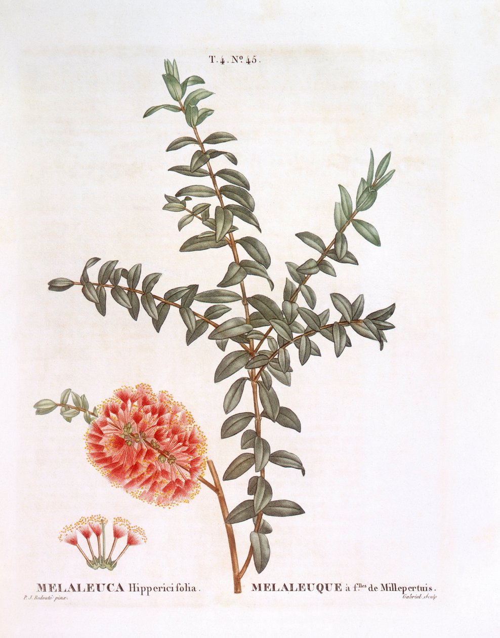 Hillock Bush (Melaleuca hypericifolia), Henry Louis Duhamel du Monceau, botanická deska Pierre Joseph Redouté od Pierre Joseph Redouté