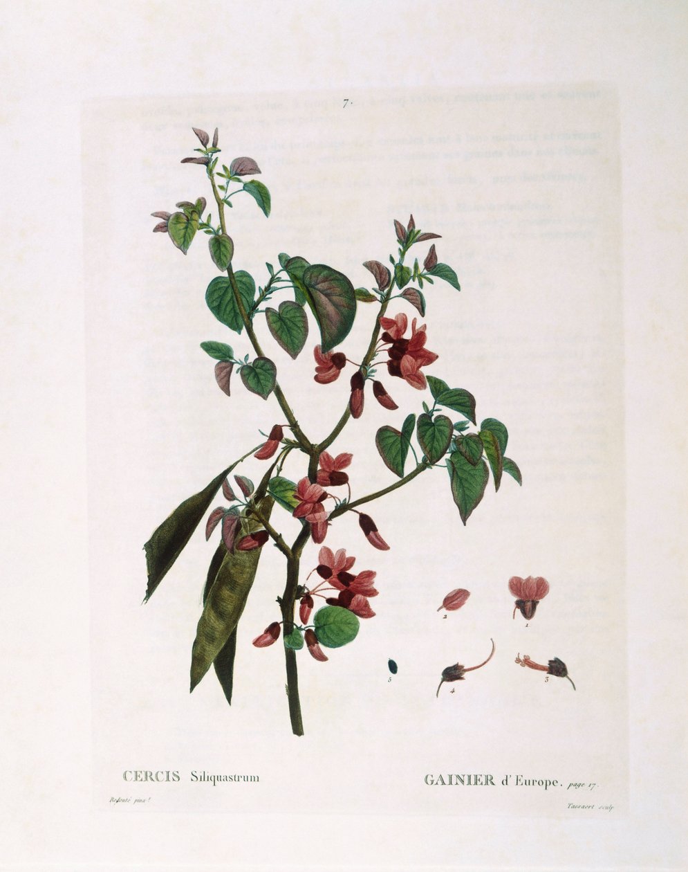 Jidášův strom (Cercis siliquastrum), Henry Louis Duhamel du Monceau, botanická deska Pierre Joseph Redouté od Pierre Joseph Redouté