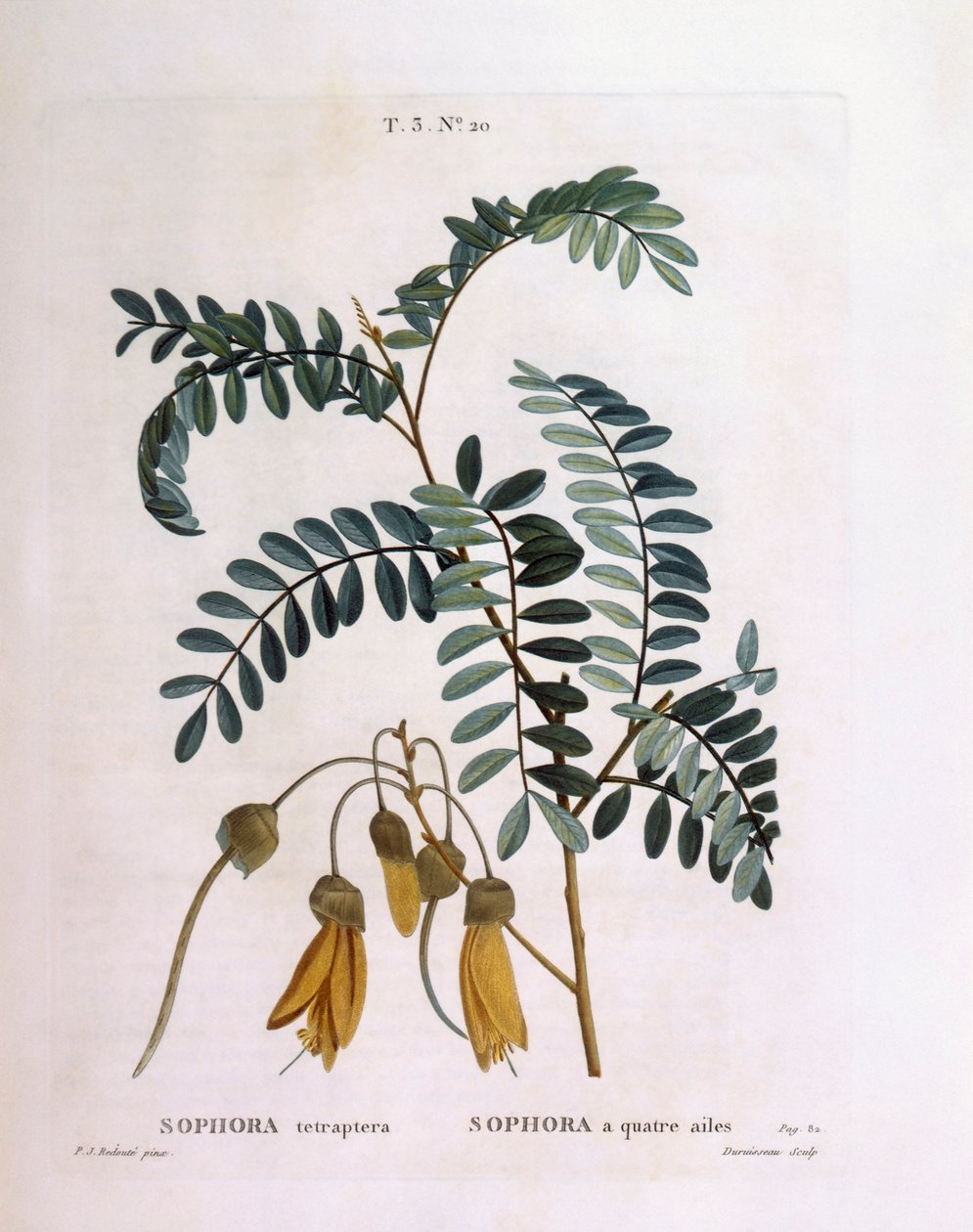 Kowhai (Sophora tetraptera nebo Edwardsia grandiflora), Henry Louis Duhamel du Monceau, botanická deska od Pierre Joseph Redouté od Pierre Joseph Redouté