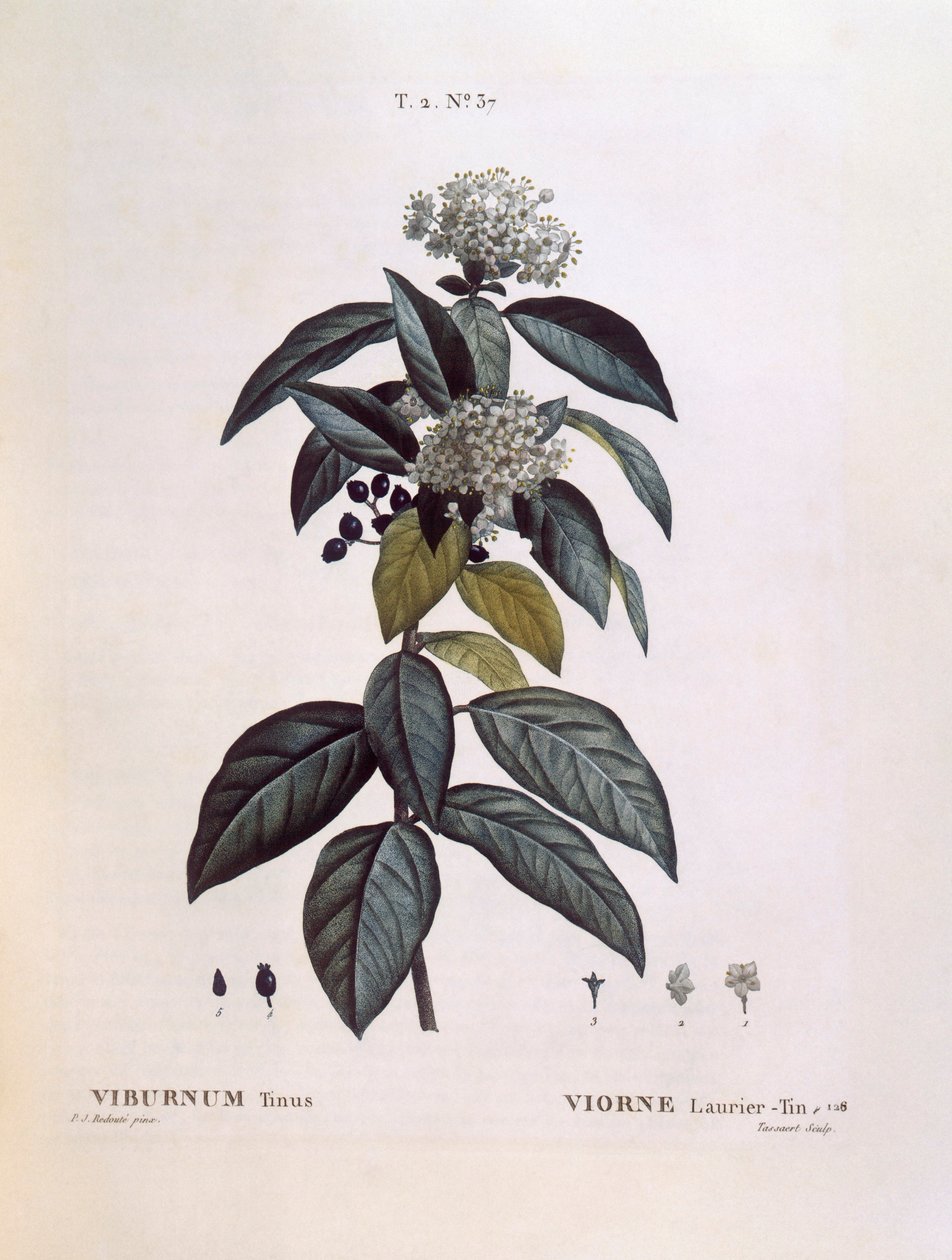 Laurustinus (Viburnum tinus), Henry Louis Duhamel du Monceau, botanická deska Pierre Joseph Redouté od Pierre Joseph Redouté