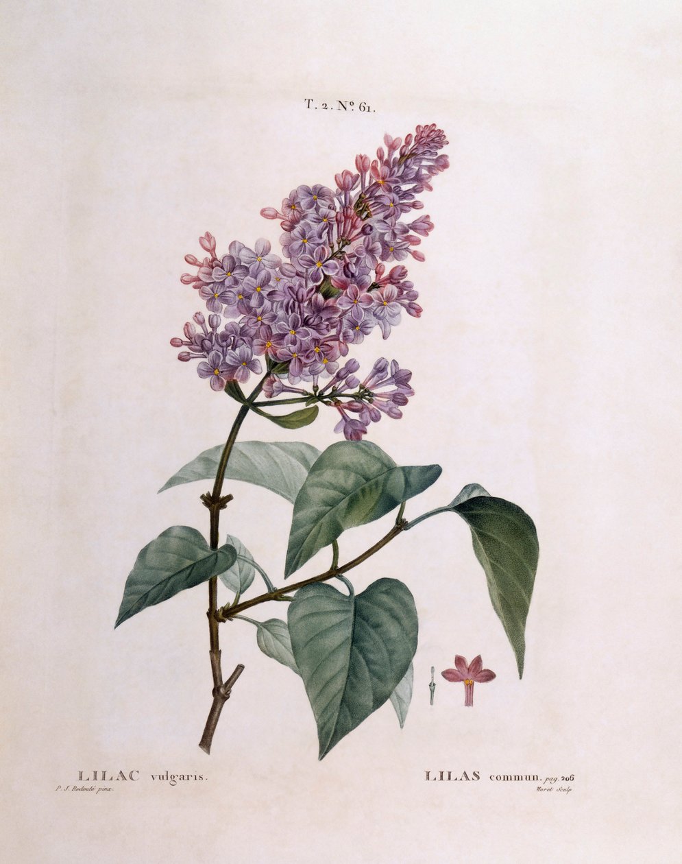 Lilac (Syringa vulgaris), Henry Louis Duhamel du Monceau, botanická deska Pierre Joseph Redouté od Pierre Joseph Redouté