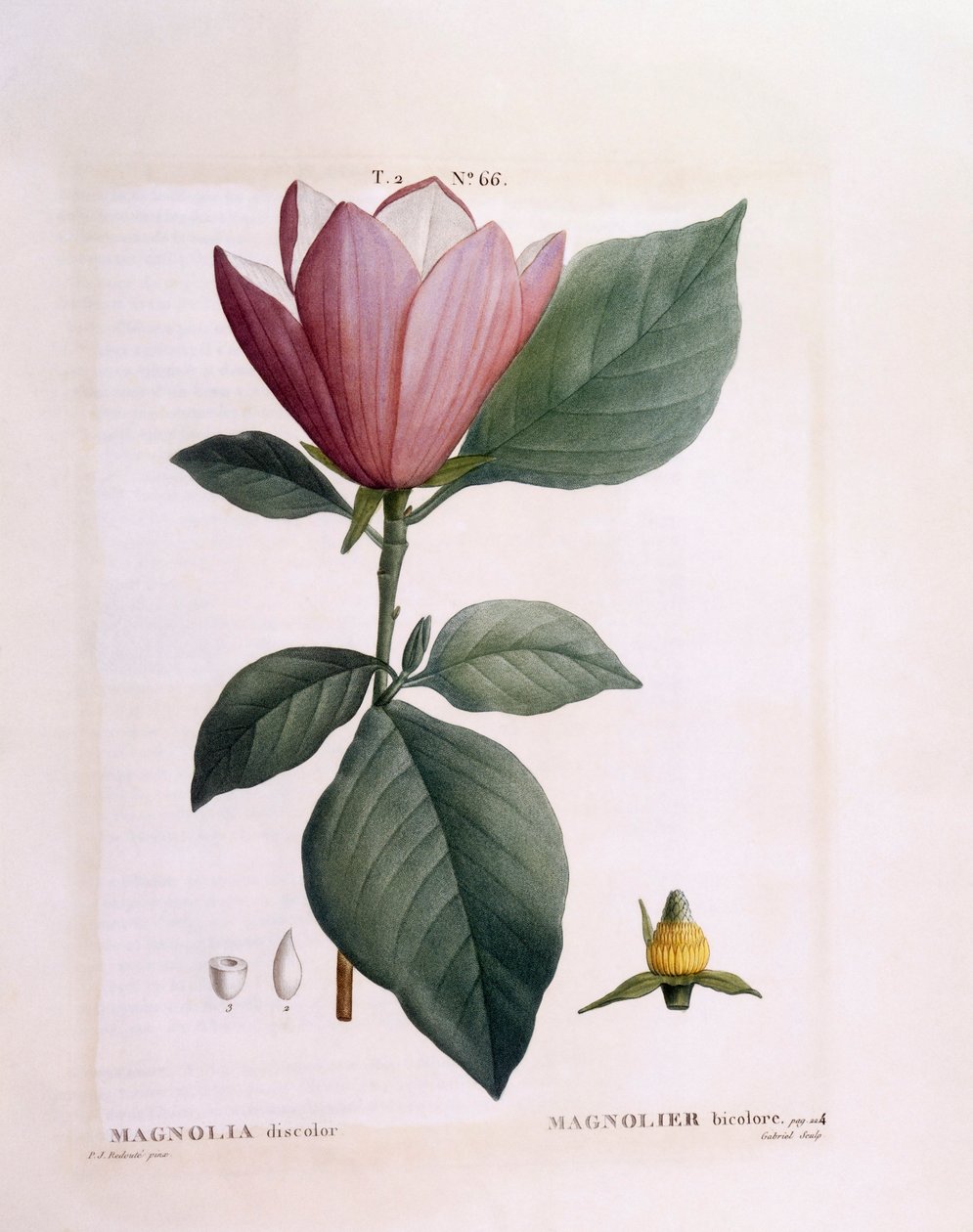 Magnolie (Magnolia discolour), Henry Louis Duhamel du Monceau, botanická deska Pierre Joseph Redouté od Pierre Joseph Redouté