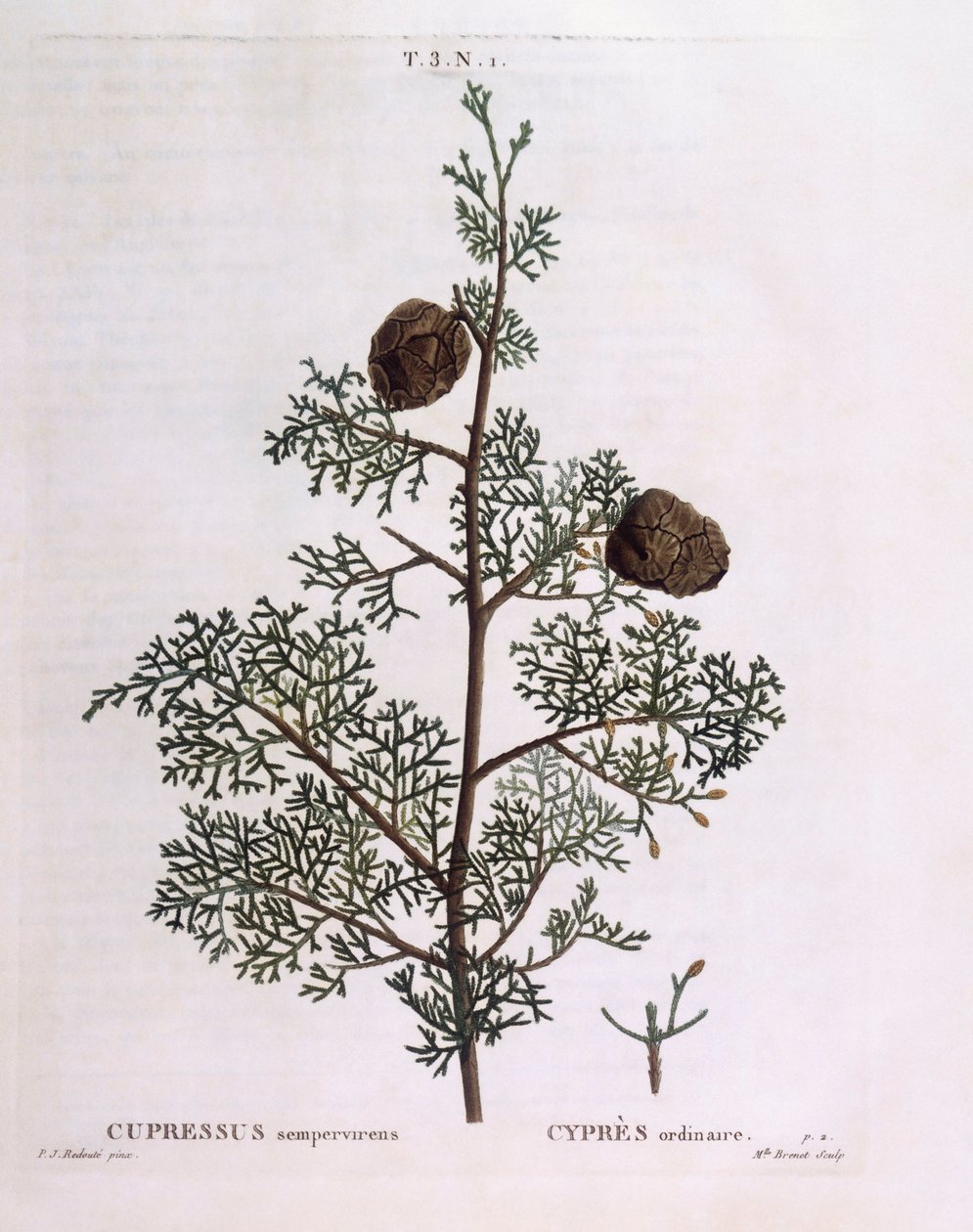Středozemní cypřiš (Cupressus sempervirens), Henry Louis Duhamel du Monceau, botanická deska Pierre Joseph Redouté od Pierre Joseph Redouté