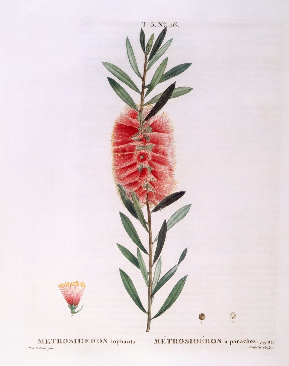 Metrosideros Lophanta Henry Louis Duhamel du Monceau, botanická deska od Pierre Joseph Redouté od Pierre Joseph Redouté