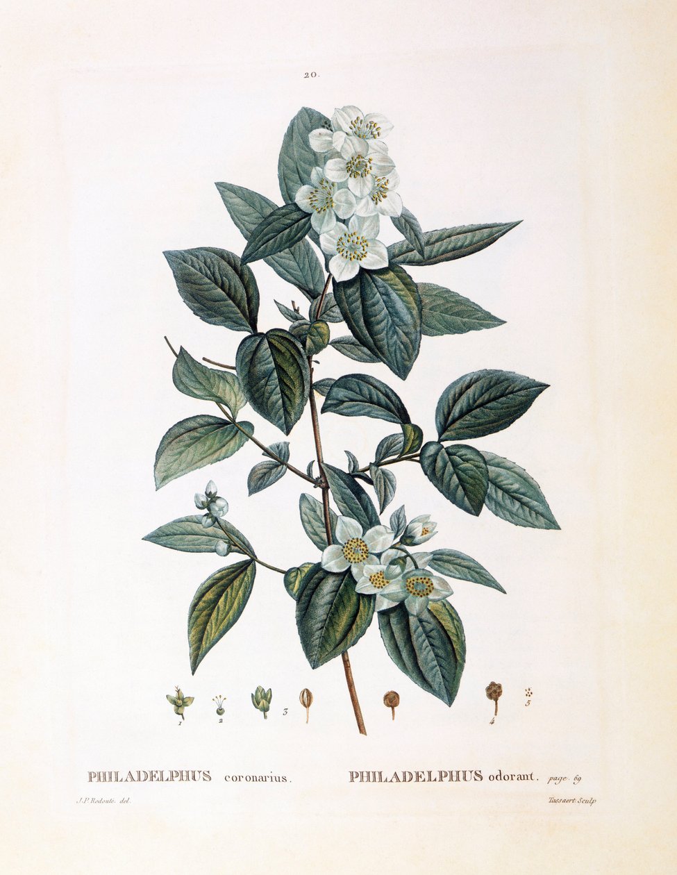 Mock pomeranč (Philadelphus coronarius), Henry Louis Duhamel du Monceau, botanická deska od Pierre Joseph Redouté od Pierre Joseph Redouté