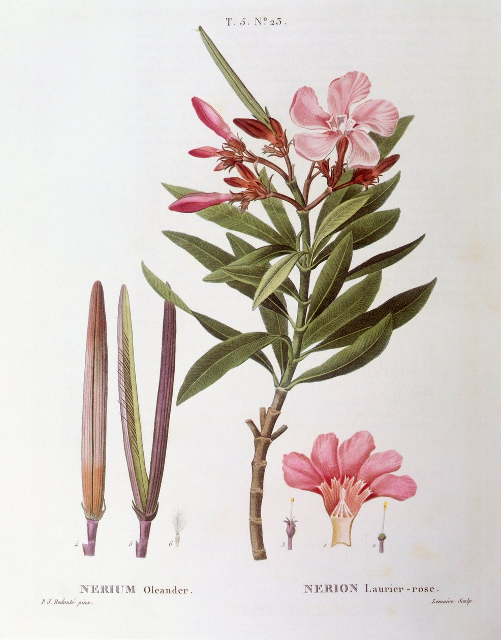 Oleandr (Nerium oleander), Henry Louis Duhamel du Monceau, botanická deska od Pierre Joseph Redouté od Pierre Joseph Redouté