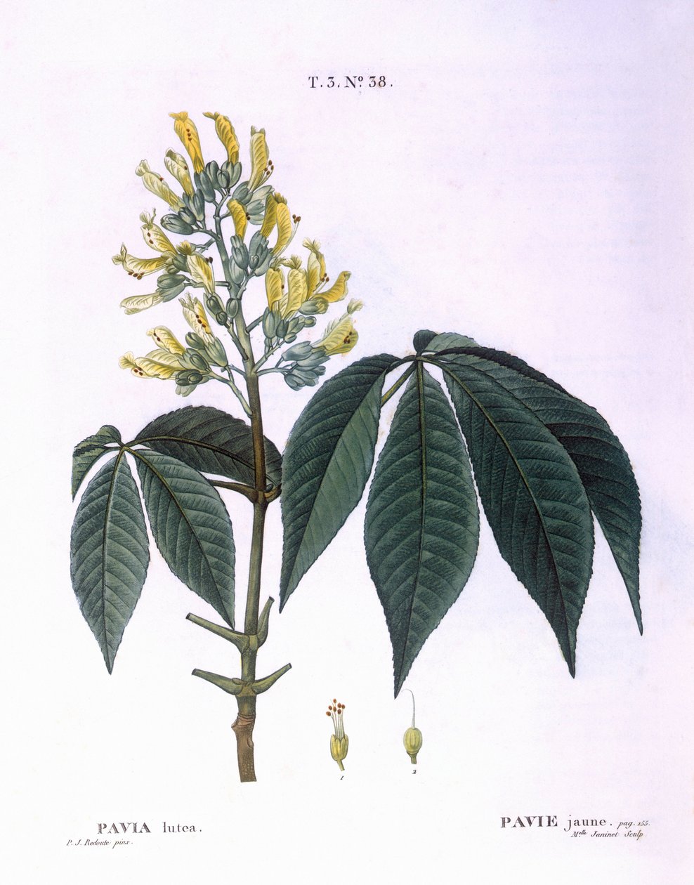 Pavia lutea Henry Louis Duhamel du Monceau, botanická deska Pierre Joseph Redouté od Pierre Joseph Redouté