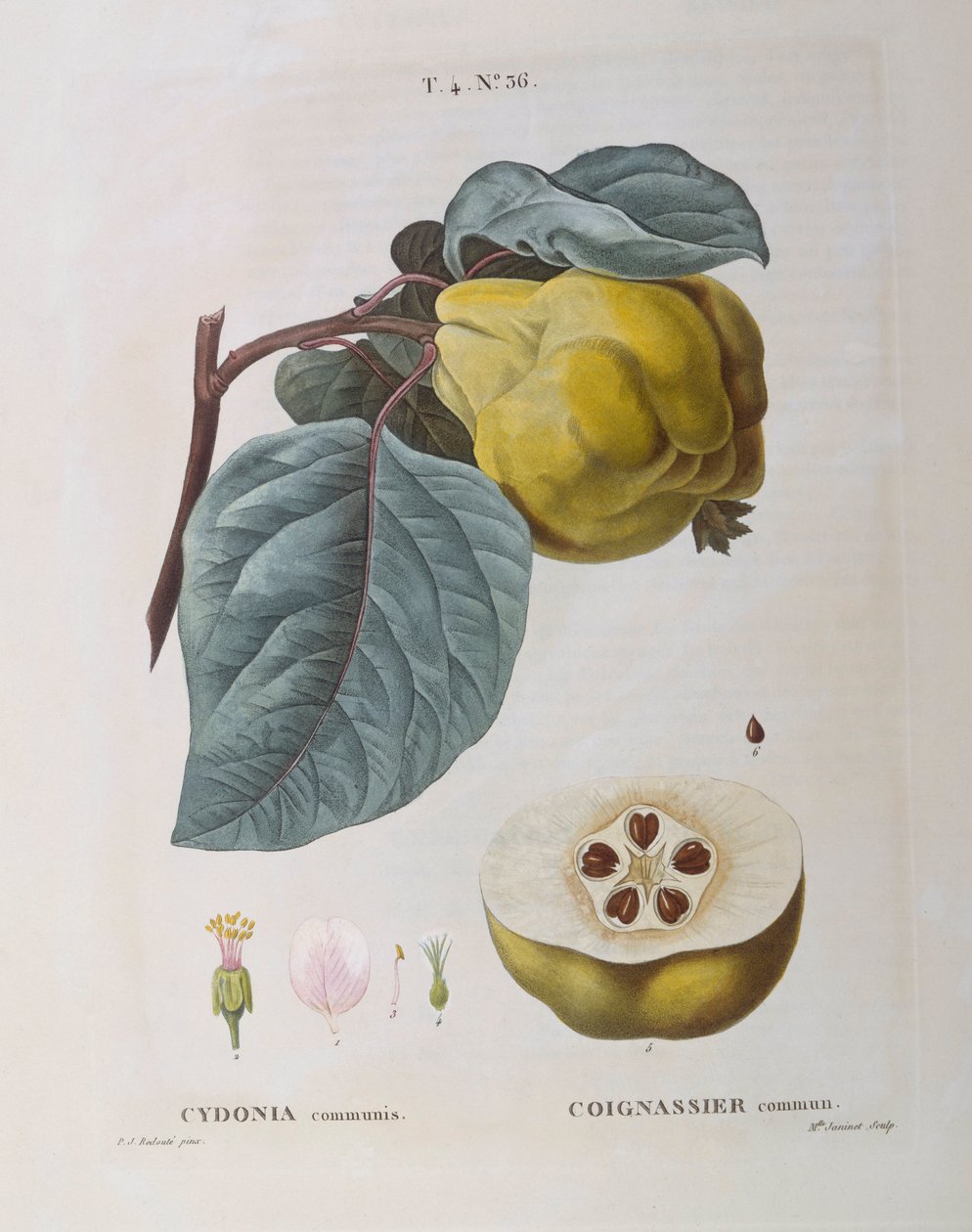 Kdoule (Cydonia communis), Henry Louis Duhamel du Monceau, botanická deska Pierre Joseph Redouté od Pierre Joseph Redouté