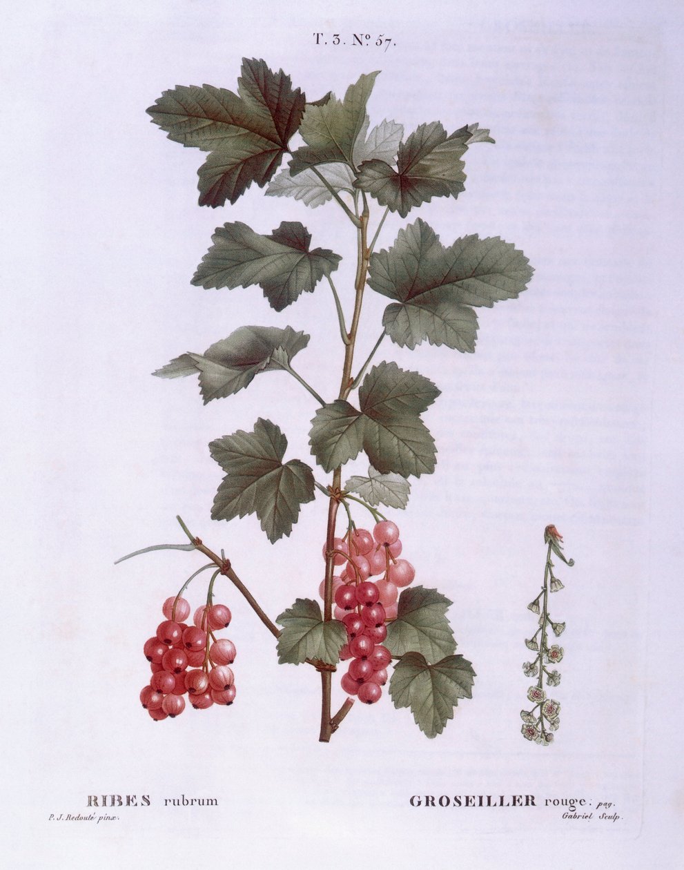 Červený rybíz (Ribes rubrum), Henry Louis Duhamel du Monceau, botanická deska Pierre Joseph Redouté od Pierre Joseph Redouté