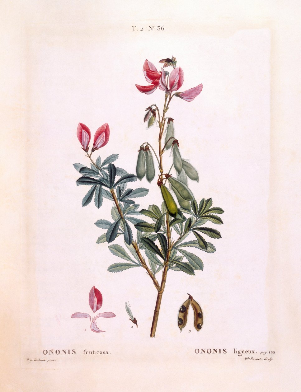 Restharrow (Ononis fruticosa), Henry Louis Duhamel du Monceau, botanická deska od Pierre Joseph Redouté od Pierre Joseph Redouté