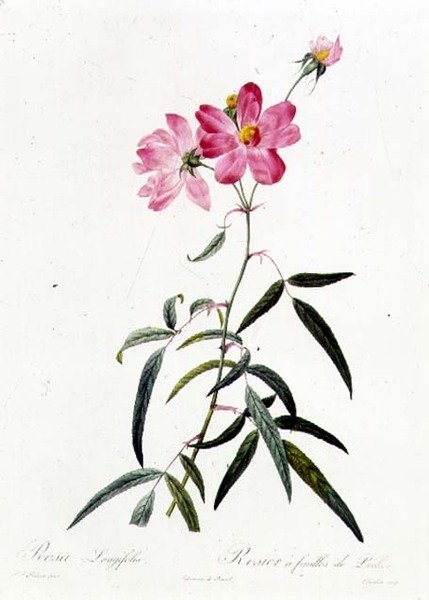 Rosa longifolia od Pierre Joseph Redouté