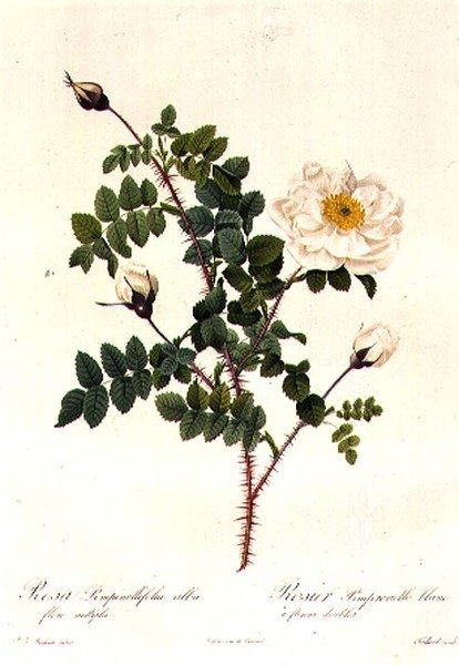 Rosa Pimpinellifolia Alba Flore Multiplei od Pierre Joseph Redouté