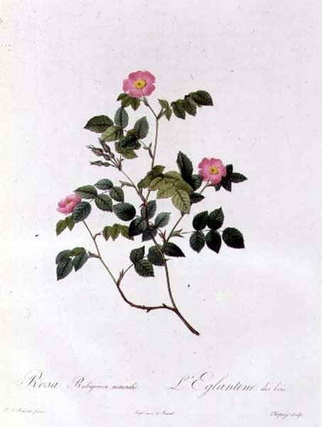 Rosa Rubiginosa Nemoralis od Pierre Joseph Redouté