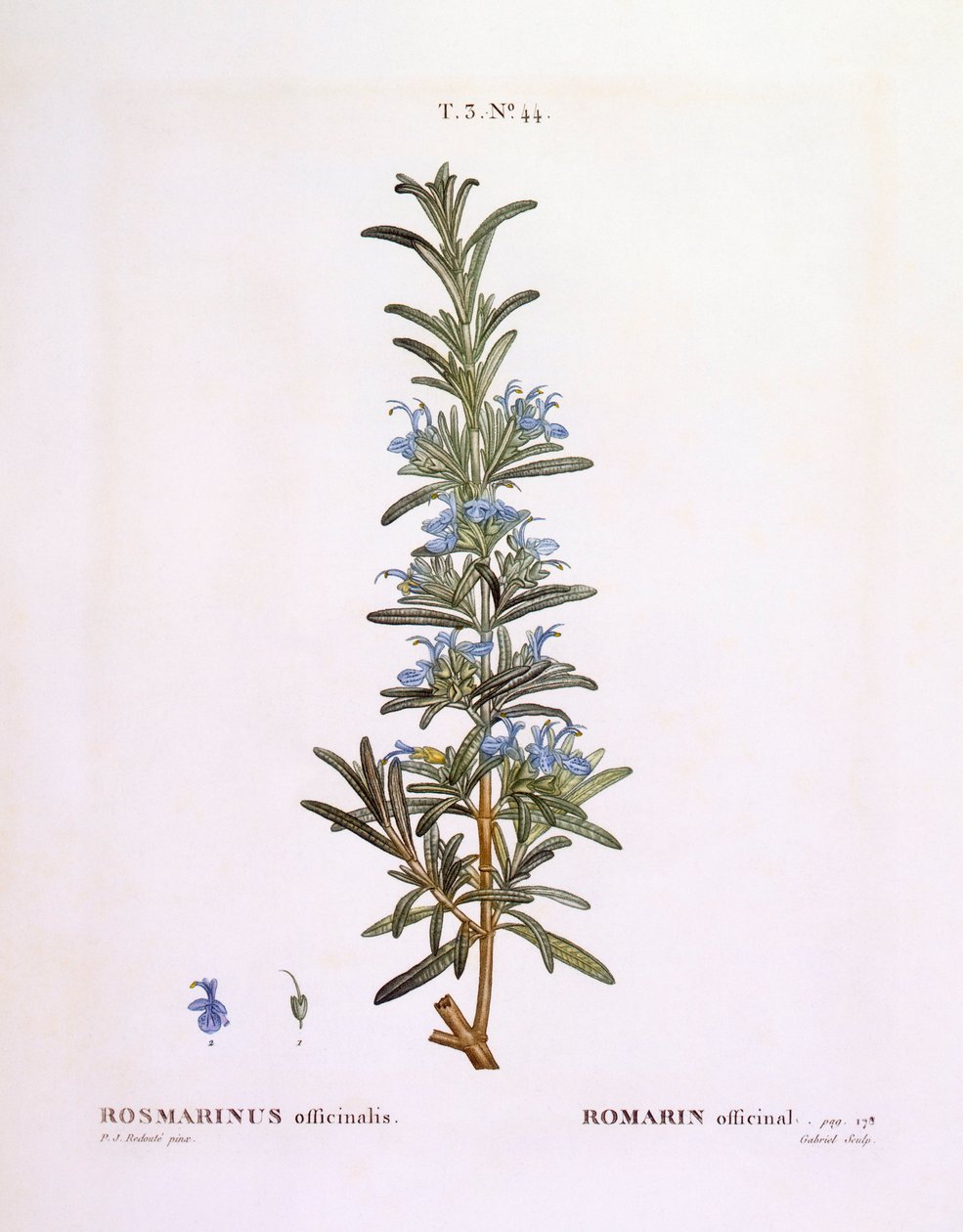 Rozmarýn (Rosmarinus officinalis), Henry Louis Duhamel du Monceau, botanická deska Pierre Joseph Redouté od Pierre Joseph Redouté