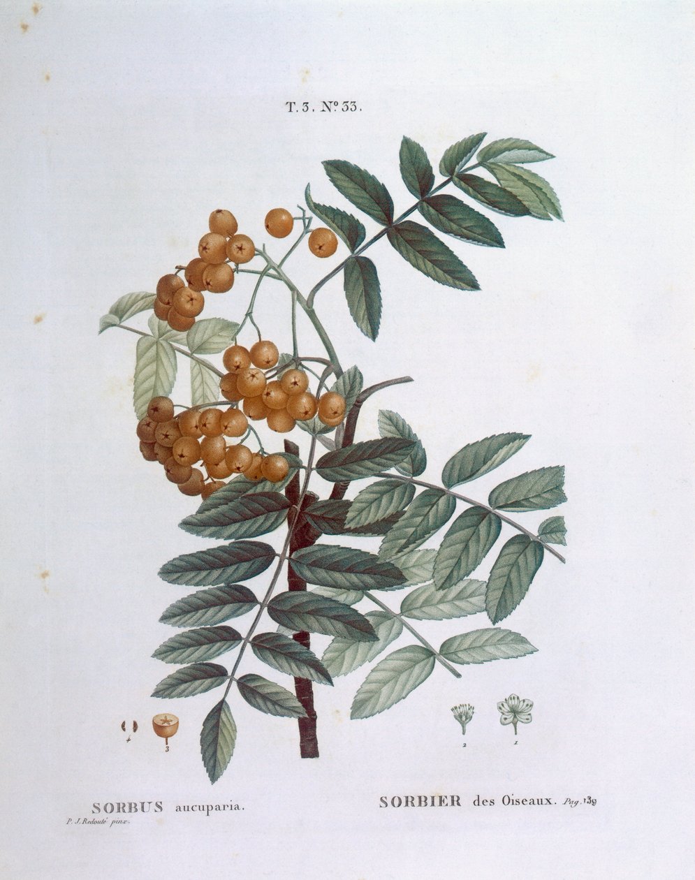 Jeřabina nebo jasan evropský (Sorbus aucuparia), Henry Louis Duhamel du Monceau, botanická deska Pierre Joseph Redouté od Pierre Joseph Redouté