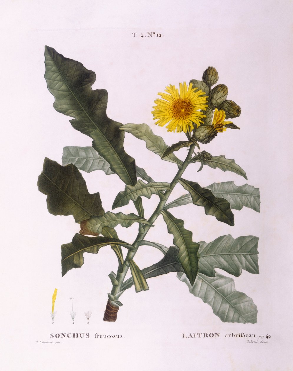 Ostropestřec (Sonchus fruticosus), Henry Louis Duhamel du Monceau, botanická deska Pierre Joseph Redouté od Pierre Joseph Redouté