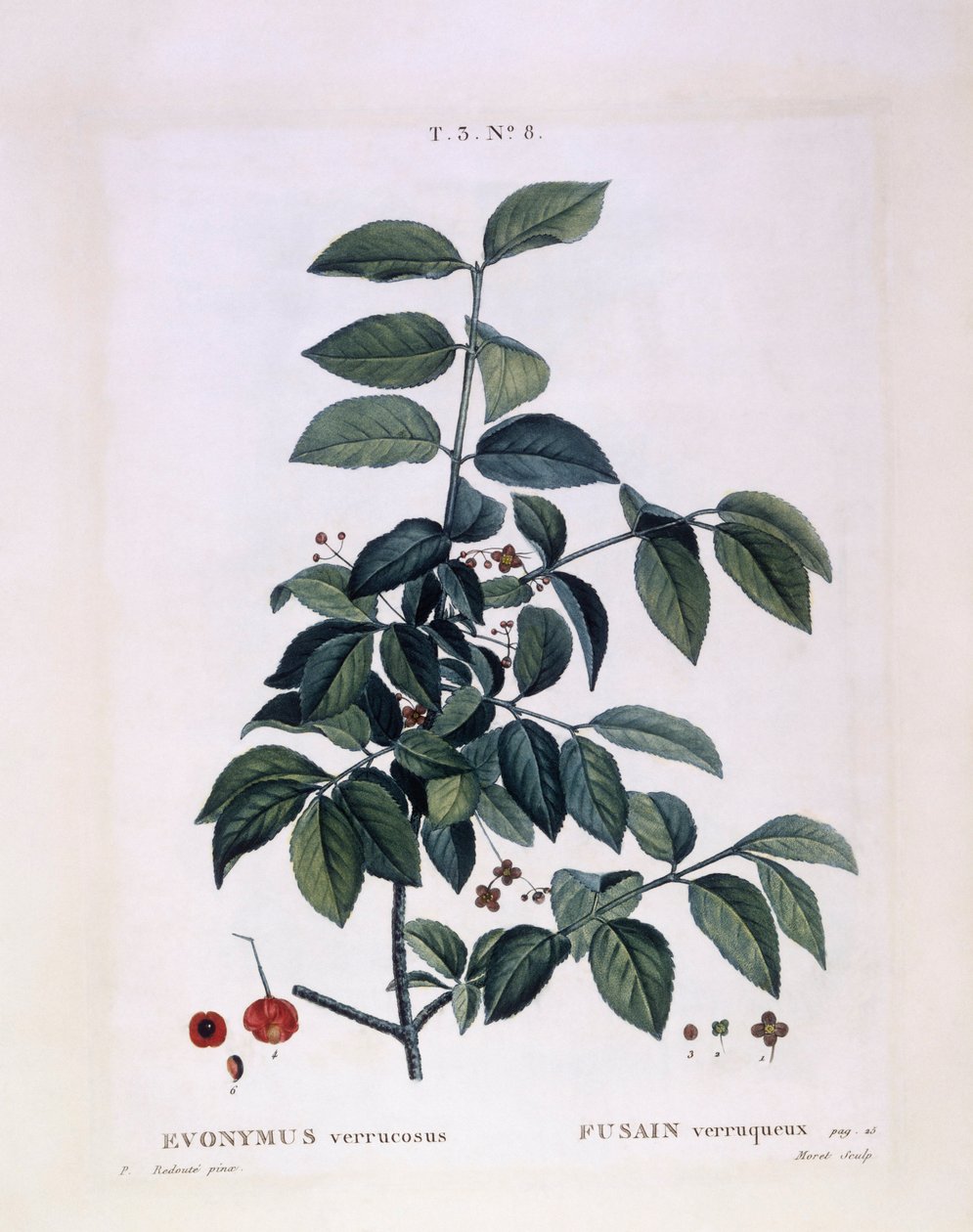 Vřeteno (Euonymus verrucosus), Henry Louis Duhamel du Monceau, botanická deska Pierre Joseph Redouté od Pierre Joseph Redouté